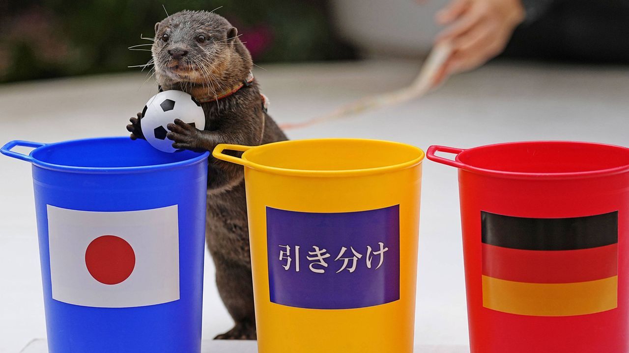 Otter in Tokio: Sieg Japans gegen Deutschland richtig vorausgesagt - Bildquelle: IMAGO/Kyodo News