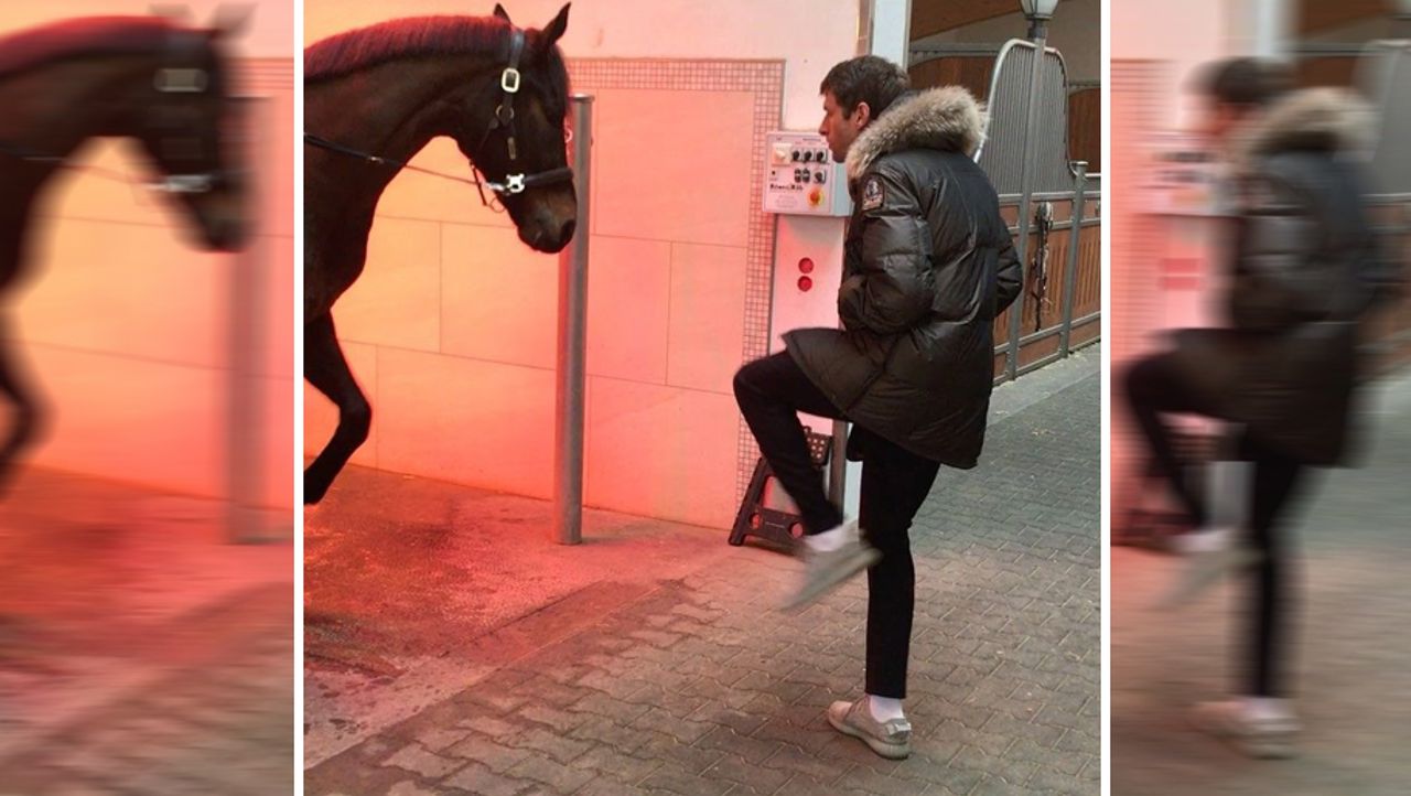 Die Haustiere Der Sport Stars