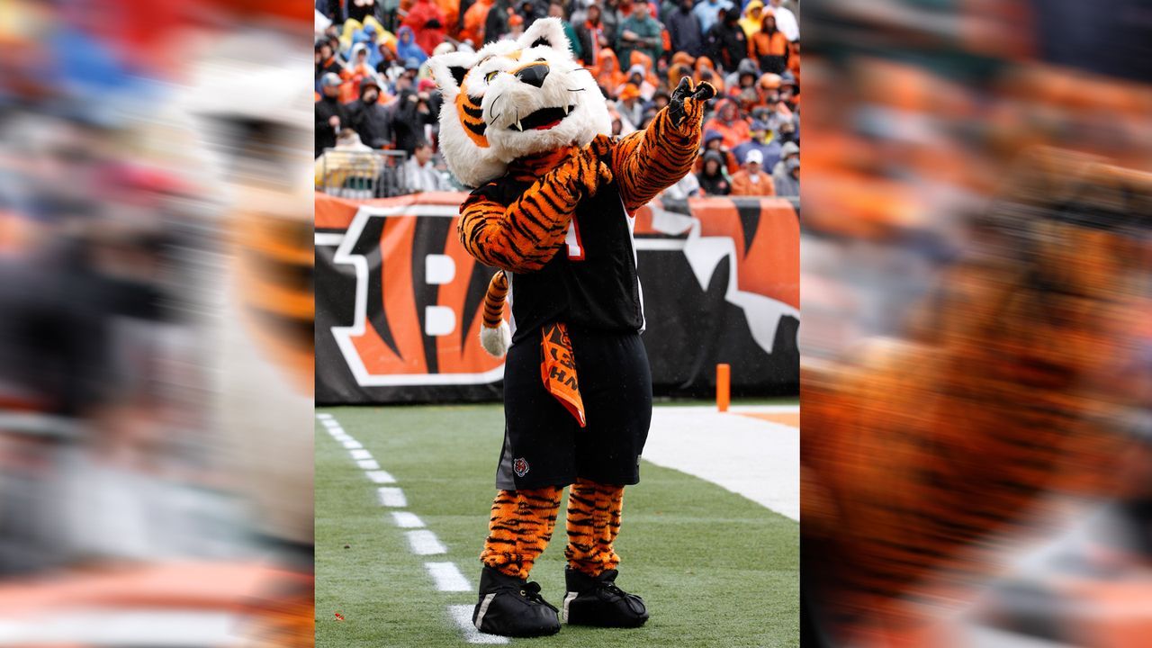 Cincinnati Bengals: Who Dey - Bildquelle: Getty Images