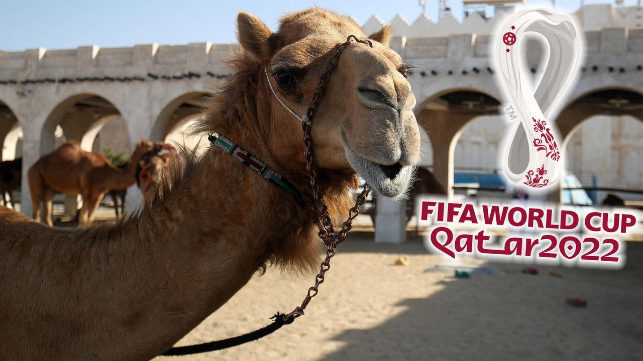 Gefährlicheres Virus als Corona: WM-Fans sollen in Katar Kamele meiden - Bildquelle: imago