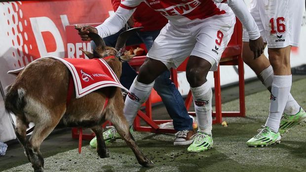 Bundesliga - "Hennes misshandelt": PETA zückt "Rote Karte ...