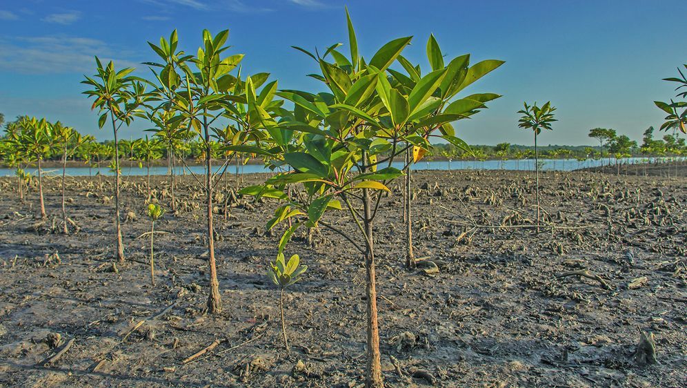 ran plant die Aufforstung von Mangrovenwäldern - Bildquelle: KoThaung